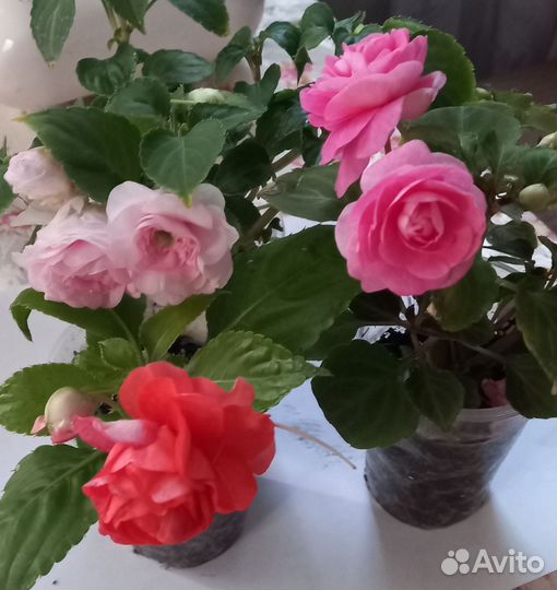 Бальзамин ванька мокрый