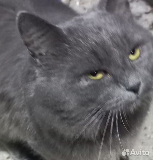 Красивый котик