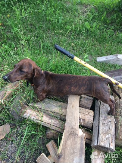 Вязка. Такса мини. Кобель тигровый