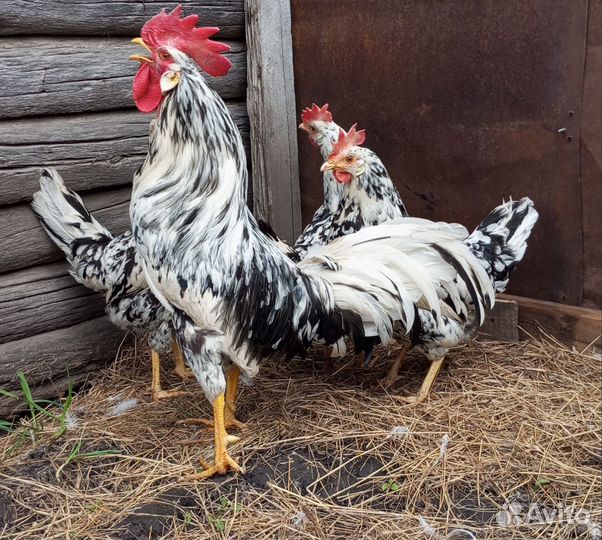 Петух, семья легорнов