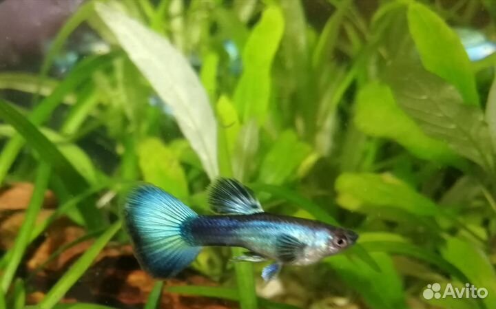 Гуппи-гибрид малахита и черно-синей