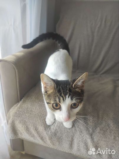 Котёнок, девочка 4 месяца