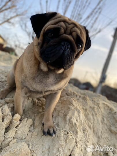 Мопс вязка мальчик