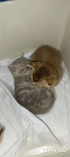 Шотландские вислоухие котята