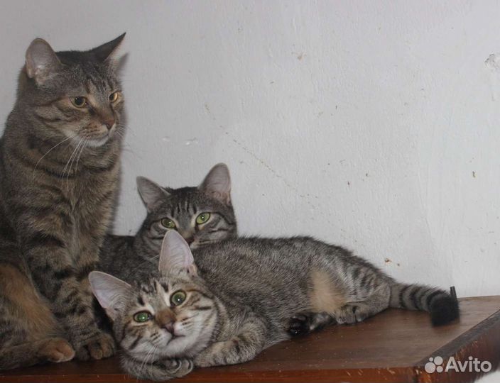 Ласточка кошечка