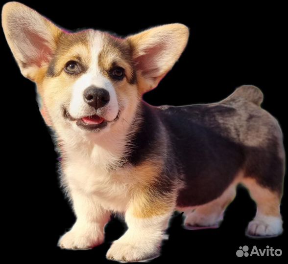 Вельш корги пемброк