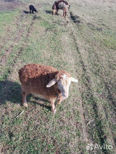 Овцы ягнята