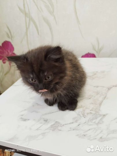 Кошки