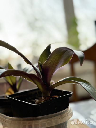 Сукуленты, традесканция