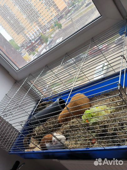 Морская свинка