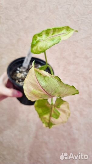 Сингониум орм тонг вар