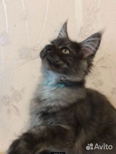 Котята мейн-кун