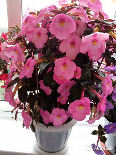 Ризомы ахименесов