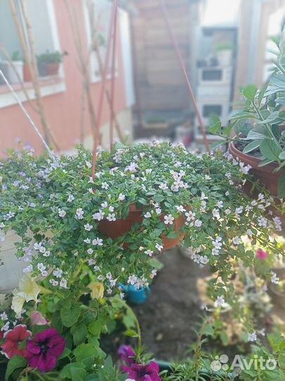 Бакопа ампельная