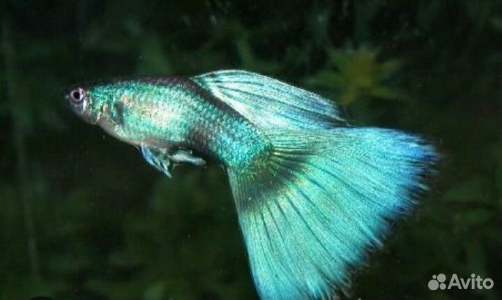 Аквариумные рыбки и растения