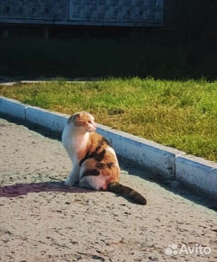 Найдена кошка