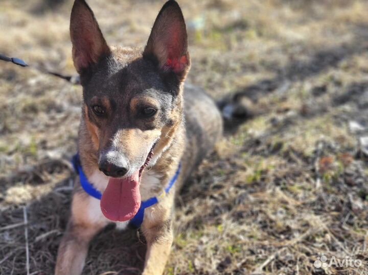 Бабушкин малыш пёс Бублик