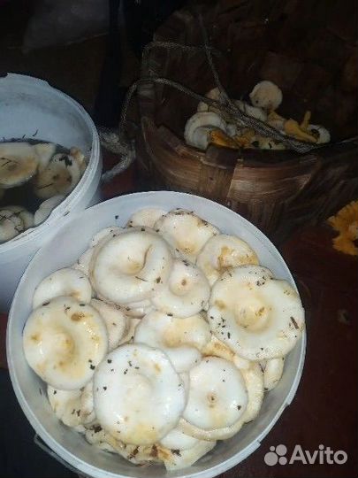 Продам соленые грузди