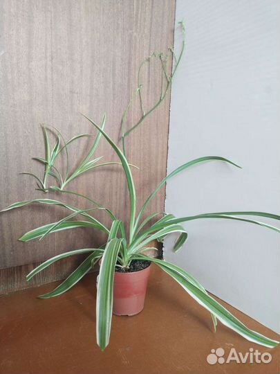 Комнатные цветы. Хлорофитум