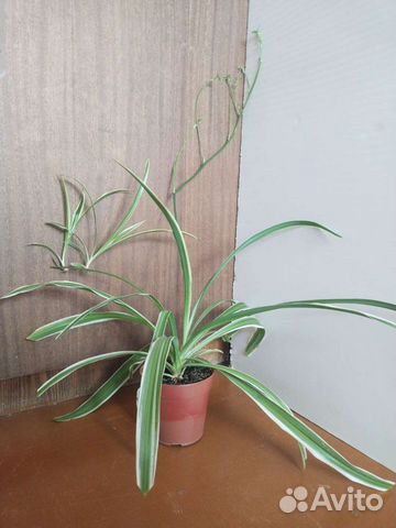 Комнатные цветы. Хлорофитум