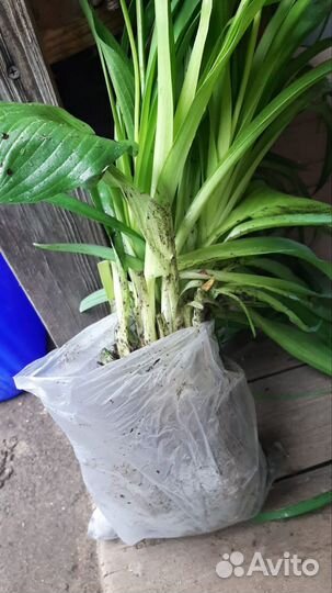 Продается лилейник миддендорфа, канареечник, хоста