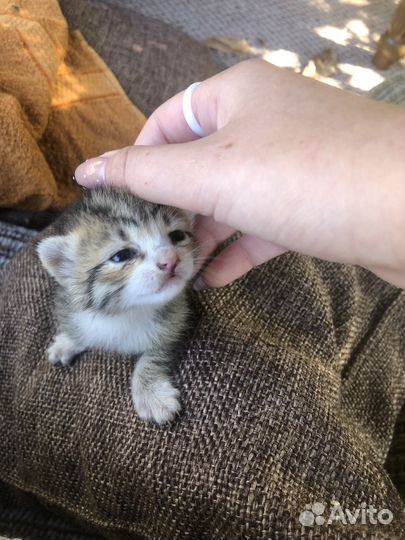 Кроха котенок в добрые руки