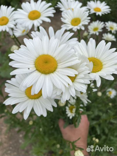 Пионы, ромашка, ирисы, - корень