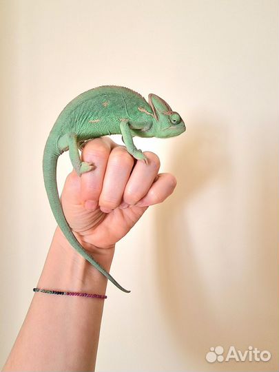 Самка хамелиона