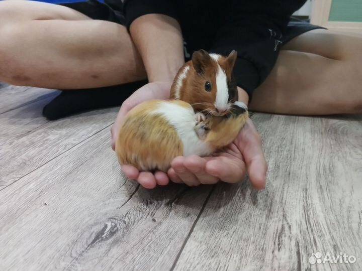 Морские свинки