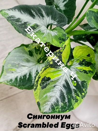 Филодендрон миканс вариегатный и другие