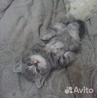 Котята-метисы