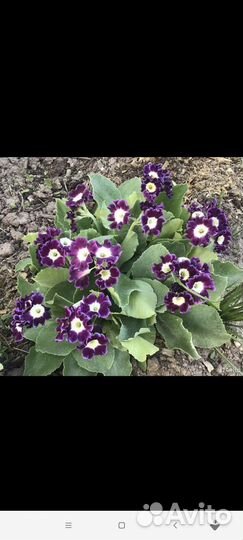 Флокс растопыренный, каменоломка