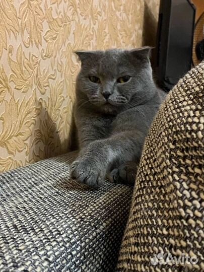 Шотландская вислоухая