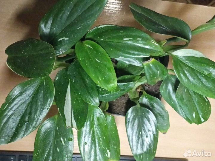 Филодендроны и монстеры сортовые