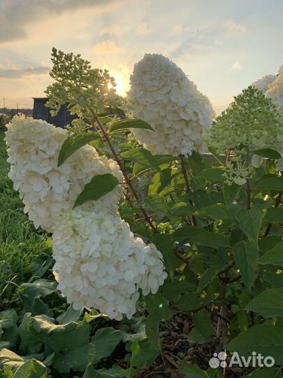 Гортензия метельчатая