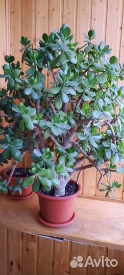 Денежное дерево толстянка