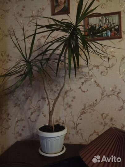 Драцена маргината