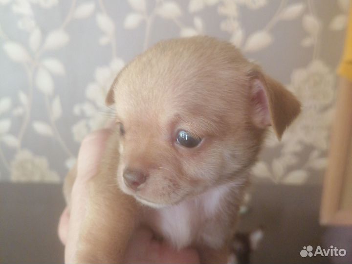Щенки чихуахуа мини
