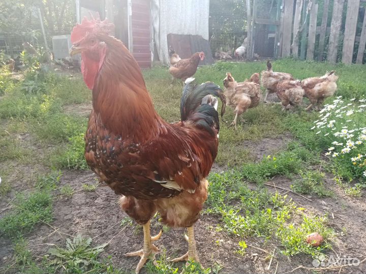 Семьи кур уток павловские, орпингтон, араукан