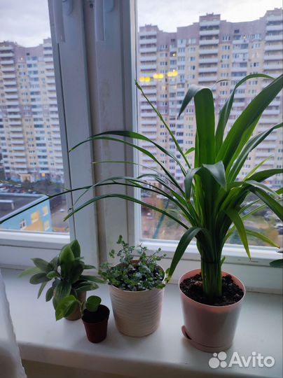 Хлорофитум, каллизия,традесканция, сциндапсус