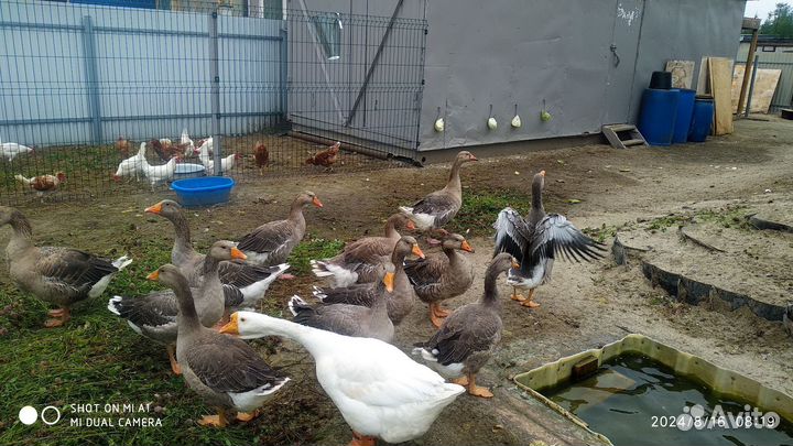 Крупные серые гуси