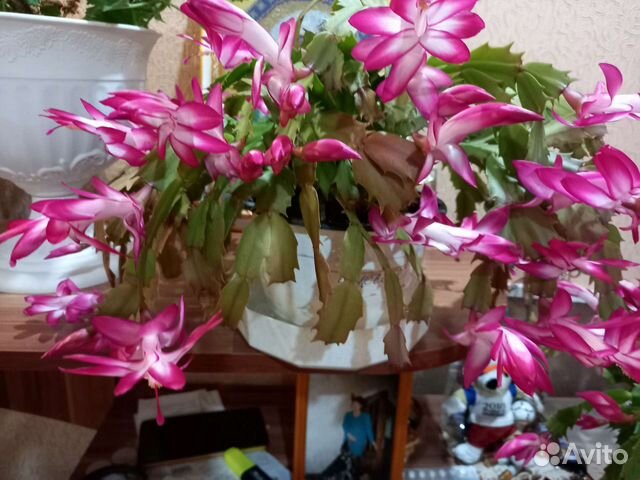 Декабрист шлюмбергера