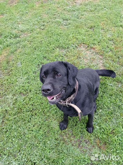 Собака в добрые руки отдам бесплатно