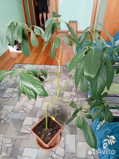 Авокадо крупномер