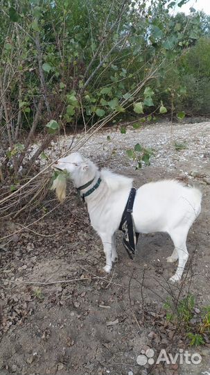 Козел-ламанча для вязки