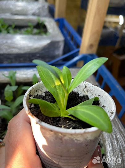 Эустома рассада