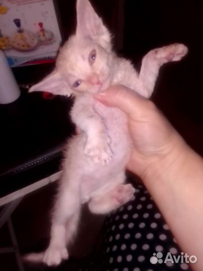 Сфинкс левкой отдам