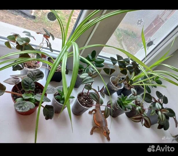 Набор комнатных растений 3шт за 100