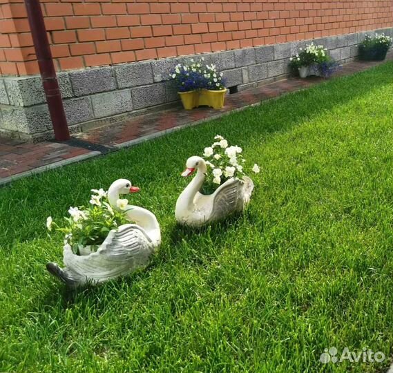 Газон. Рулонный газон