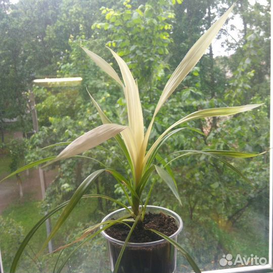 Пальма панданус